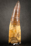 07132 -  Top Huge 5.76 Inch Spinosaurus Dinosaur Tooth Cretaceous