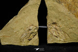21104 - Great Lehua sp Lower Ordovician Trilobite Fezouata Fm