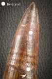 07132 -  Top Huge 5.76 Inch Spinosaurus Dinosaur Tooth Cretaceous