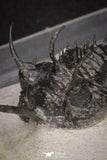 20021 - Museum Grade Trident 3.19 Inch Walliserops trifurcatus Middle Devonian Trilobite