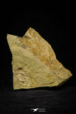 21104 - Great Lehua sp Lower Ordovician Trilobite Fezouata Fm