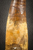 07132 -  Top Huge 5.76 Inch Spinosaurus Dinosaur Tooth Cretaceous