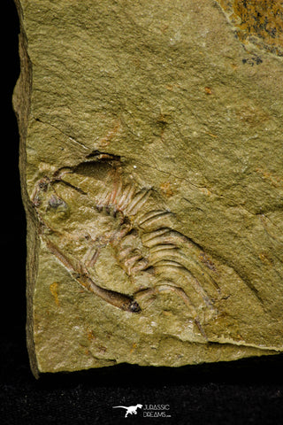 21104 - Great Lehua sp Lower Ordovician Trilobite Fezouata Fm