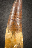 07132 -  Top Huge 5.76 Inch Spinosaurus Dinosaur Tooth Cretaceous