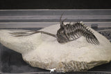 20021 - Museum Grade Trident 3.19 Inch Walliserops trifurcatus Middle Devonian Trilobite