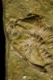 21104 - Great Lehua sp Lower Ordovician Trilobite Fezouata Fm