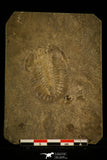 30128 - Top Rare 1.68 Inch Athabaskia wasatchensis Middle Cambrian Trilobite - Utah USA