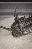 20021 - Museum Grade Trident 3.19 Inch Walliserops trifurcatus Middle Devonian Trilobite
