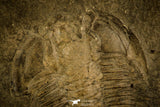 30128 - Top Rare 1.68 Inch Athabaskia wasatchensis Middle Cambrian Trilobite - Utah USA