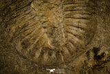 30128 - Top Rare 1.68 Inch Athabaskia wasatchensis Middle Cambrian Trilobite - Utah USA