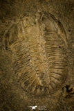 30128 - Top Rare 1.68 Inch Athabaskia wasatchensis Middle Cambrian Trilobite - Utah USA