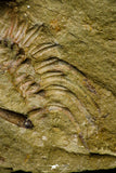 21104 - Great Lehua sp Lower Ordovician Trilobite Fezouata Fm