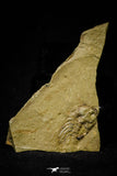 21104 - Great Lehua sp Lower Ordovician Trilobite Fezouata Fm