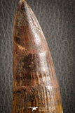 07132 -  Top Huge 5.76 Inch Spinosaurus Dinosaur Tooth Cretaceous