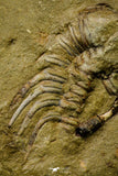 21104 - Great Lehua sp Lower Ordovician Trilobite Fezouata Fm