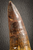 07132 -  Top Huge 5.76 Inch Spinosaurus Dinosaur Tooth Cretaceous