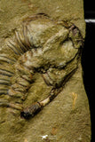 21104 - Great Lehua sp Lower Ordovician Trilobite Fezouata Fm