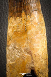 07132 -  Top Huge 5.76 Inch Spinosaurus Dinosaur Tooth Cretaceous