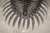 20021 - Museum Grade Trident 3.19 Inch Walliserops trifurcatus Middle Devonian Trilobite