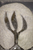 20021 - Museum Grade Trident 3.19 Inch Walliserops trifurcatus Middle Devonian Trilobite