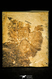 30130 - Top Rare 0.56 Inch Archegonus nitidus Carboniferous Trilobite - Germany