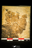 30130 - Top Rare 0.56 Inch Archegonus nitidus Carboniferous Trilobite - Germany