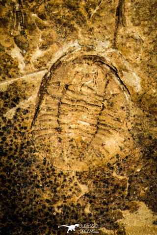 30130 - Top Rare 0.56 Inch Archegonus nitidus Carboniferous Trilobite - Germany