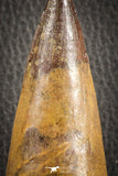 07133 -  Top Huge Restored 4.43 Inch Spinosaurus Dinosaur Tooth Cretaceous