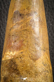 07133 -  Top Huge Restored 4.43 Inch Spinosaurus Dinosaur Tooth Cretaceous