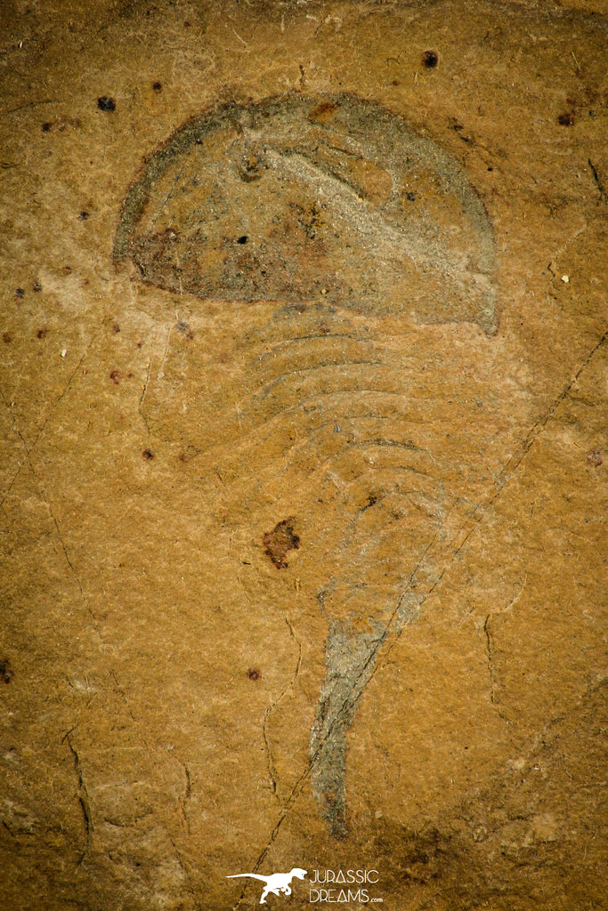 30131 - Museum Grade Beckwithia type Cambrian Aglaspid Middle Cambrian Utah