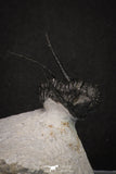 20044 - Top Well Prepared "Flying" 1.34 Inch Cyphaspis (Otarion) cf. boutscharafinense Devonian Trilobite