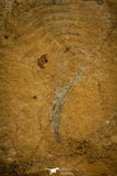 30131 - Museum Grade Beckwithia type Cambrian Aglaspid Middle Cambrian Utah