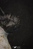 20044 - Top Well Prepared "Flying" 1.34 Inch Cyphaspis (Otarion) cf. boutscharafinense Devonian Trilobite