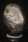 05382 - Fully Complete NWA L-H Type Unclassified Ordinary Chondrite Meteorite 3.0g