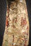 07134 -  Top Huge Restored 4.72 Inch Spinosaurus Dinosaur Tooth Cretaceous