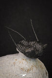 20044 - Top Well Prepared "Flying" 1.34 Inch Cyphaspis (Otarion) cf. boutscharafinense Devonian Trilobite