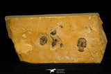 30132 - Association of 4 Cedaria minor Middle Cambrian Trilobites Utah USA