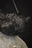 20044 - Top Well Prepared "Flying" 1.34 Inch Cyphaspis (Otarion) cf. boutscharafinense Devonian Trilobite