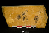 30132 - Association of 4 Cedaria minor Middle Cambrian Trilobites Utah USA