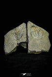21106 - Rare Unidentified Asaphid Trilobite Lower Ordovician Fezouata Fm