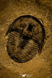 30132 - Association of 4 Cedaria minor Middle Cambrian Trilobites Utah USA