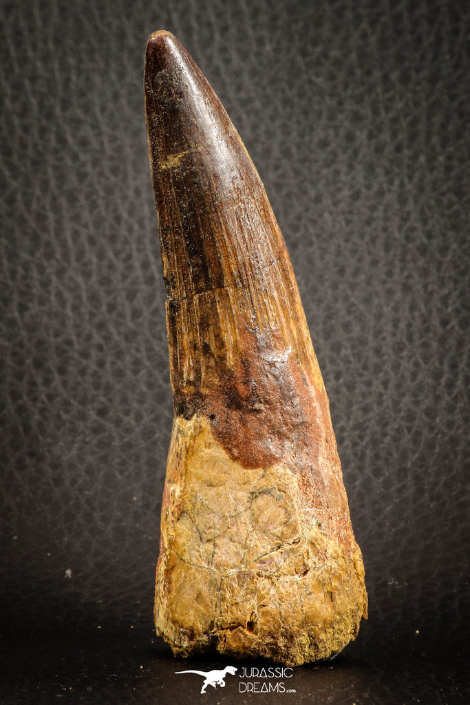07135 -  Top Beautiful 3.61 Inch Spinosaurus Dinosaur Tooth Cretaceous