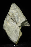 21106 - Rare Unidentified Asaphid Trilobite Lower Ordovician Fezouata Fm