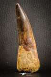 07135 -  Top Beautiful 3.61 Inch Spinosaurus Dinosaur Tooth Cretaceous