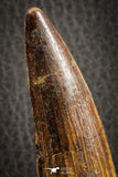 07135 -  Top Beautiful 3.61 Inch Spinosaurus Dinosaur Tooth Cretaceous
