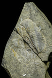 21106 - Rare Unidentified Asaphid Trilobite Lower Ordovician Fezouata Fm