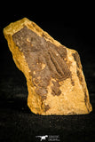 30133 - Beautiful 0.60 Inch Nangaops elongatus Early Cambrian Trilobite - China