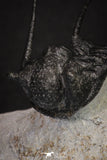 20044 - Top Well Prepared "Flying" 1.34 Inch Cyphaspis (Otarion) cf. boutscharafinense Devonian Trilobite