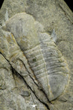 21106 - Rare Unidentified Asaphid Trilobite Lower Ordovician Fezouata Fm