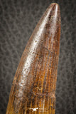 07135 -  Top Beautiful 3.61 Inch Spinosaurus Dinosaur Tooth Cretaceous